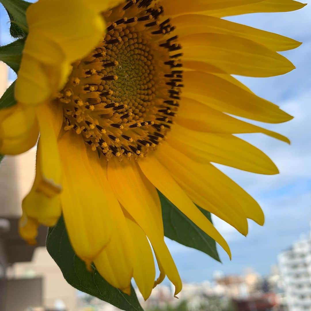 倉野麻里さんのインスタグラム写真 - (倉野麻里Instagram)「大輪の花🌻  子が母に何気なくあげた向日葵の種が見事に開花。 いま、綺麗に咲いていて、見ているだけでエネルギー貰えます🌻  #sunflower #makesmehappy」7月28日 11時39分 - marikurano