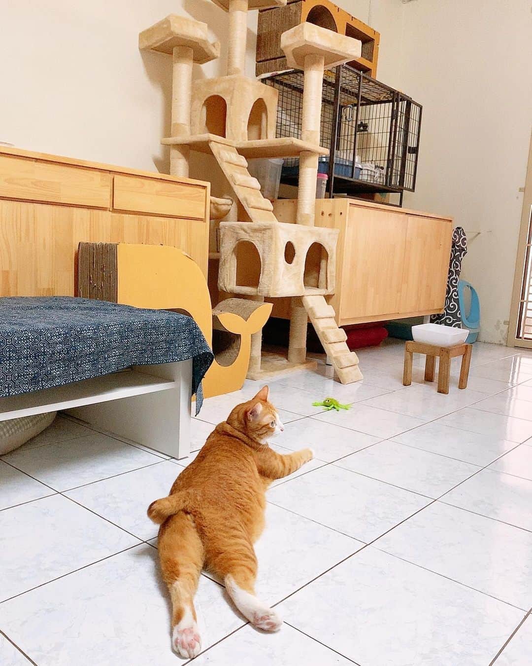 tamatamagoさんのインスタグラム写真 - (tamatamagoInstagram)「おはようございます☀ 😼Lazy to climb ..and lazy to catch that green spider 🕷 too.... I prefer sit on mommy’s legs 💕 . . 😼ขี้เกียจขึ้นคนโดอะ 💨 . .  キャットタワーに登るのもめんどくさいハニたんは→おっかさんのお膝でのんびり〜の日曜日です😊  タイは今日新しい王様の誕生日だそうです🤴 . .  2019/07/28 . .  #猫 #茶トラ #ちゃとら #茶トラ男子部 #茶トラ白 #茶トラ猫 #茶白 #タイ猫 #にゃんだふるらいふ #catstagram #cats_of_instagram #orangetabby #orangetabbycat #gingercat #meowfeature #thaicat #catthailand #แมว #แมวไทย #gato #kucing」7月28日 11時53分 - tamatamago