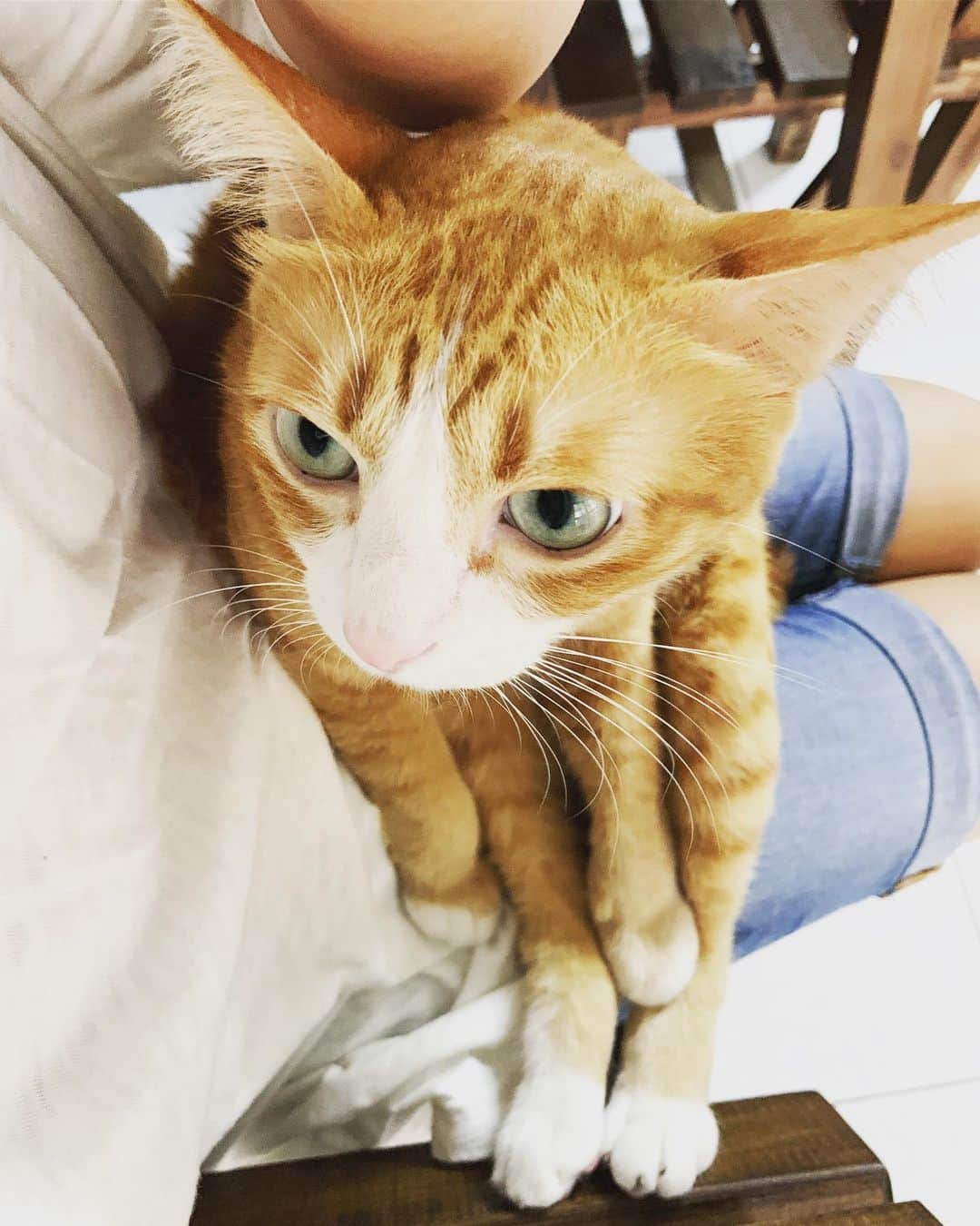 tamatamagoさんのインスタグラム写真 - (tamatamagoInstagram)「おはようございます☀ 😼Lazy to climb ..and lazy to catch that green spider 🕷 too.... I prefer sit on mommy’s legs 💕 . . 😼ขี้เกียจขึ้นคนโดอะ 💨 . .  キャットタワーに登るのもめんどくさいハニたんは→おっかさんのお膝でのんびり〜の日曜日です😊  タイは今日新しい王様の誕生日だそうです🤴 . .  2019/07/28 . .  #猫 #茶トラ #ちゃとら #茶トラ男子部 #茶トラ白 #茶トラ猫 #茶白 #タイ猫 #にゃんだふるらいふ #catstagram #cats_of_instagram #orangetabby #orangetabbycat #gingercat #meowfeature #thaicat #catthailand #แมว #แมวไทย #gato #kucing」7月28日 11時53分 - tamatamago