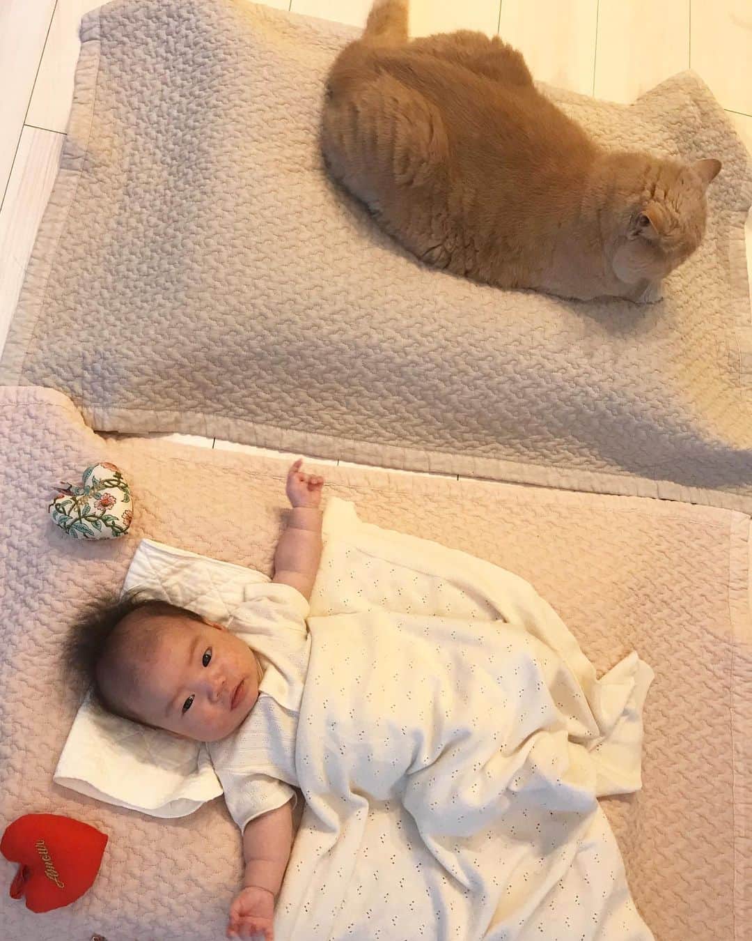 濱中鮎子のインスタグラム：「TT兄妹！(チャイ坊は面倒らしく耳で表現)  #TT兄妹  #cat #ネコ #小心者の親分 #チャイ坊 #チャイ #chai #britishshorthair #ブリティッシュショートヘア #クラッシュフェイス #ぶチャイく #愛の交歓」