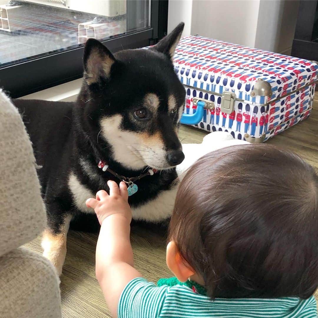 vo_coのインスタグラム：「🐶👶🏻 攻める弟 耐える姉 少しずつお互いの距離感がつかめてきた感じ * #こたつとぼくちゃん  #shibastagram #instashiba #shiba #shibainu #黒柴 #柴犬」