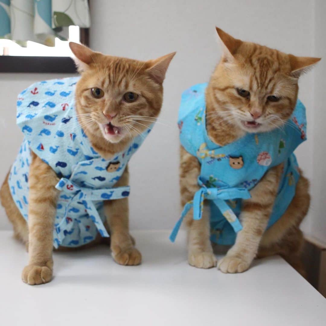 コテツさんのインスタグラム写真 - (コテツInstagram)「2019/7/28 モツ初めての甚平さん🐳 一昨年モツを迎える前に @tomtin125 「猫のふく村さん」で2着買ってました ツーショットはこてっちゃんのお顔がアレだけど内股が可愛かったのでw . #猫のふく村さん  #夏のにゃんこ大作戦  #wagwagニャンセブン  #sippo写真展に参加したい  #朝ワンコ夕ニャンコ #夏もペットがかわいい」7月28日 12時37分 - kotetuchan