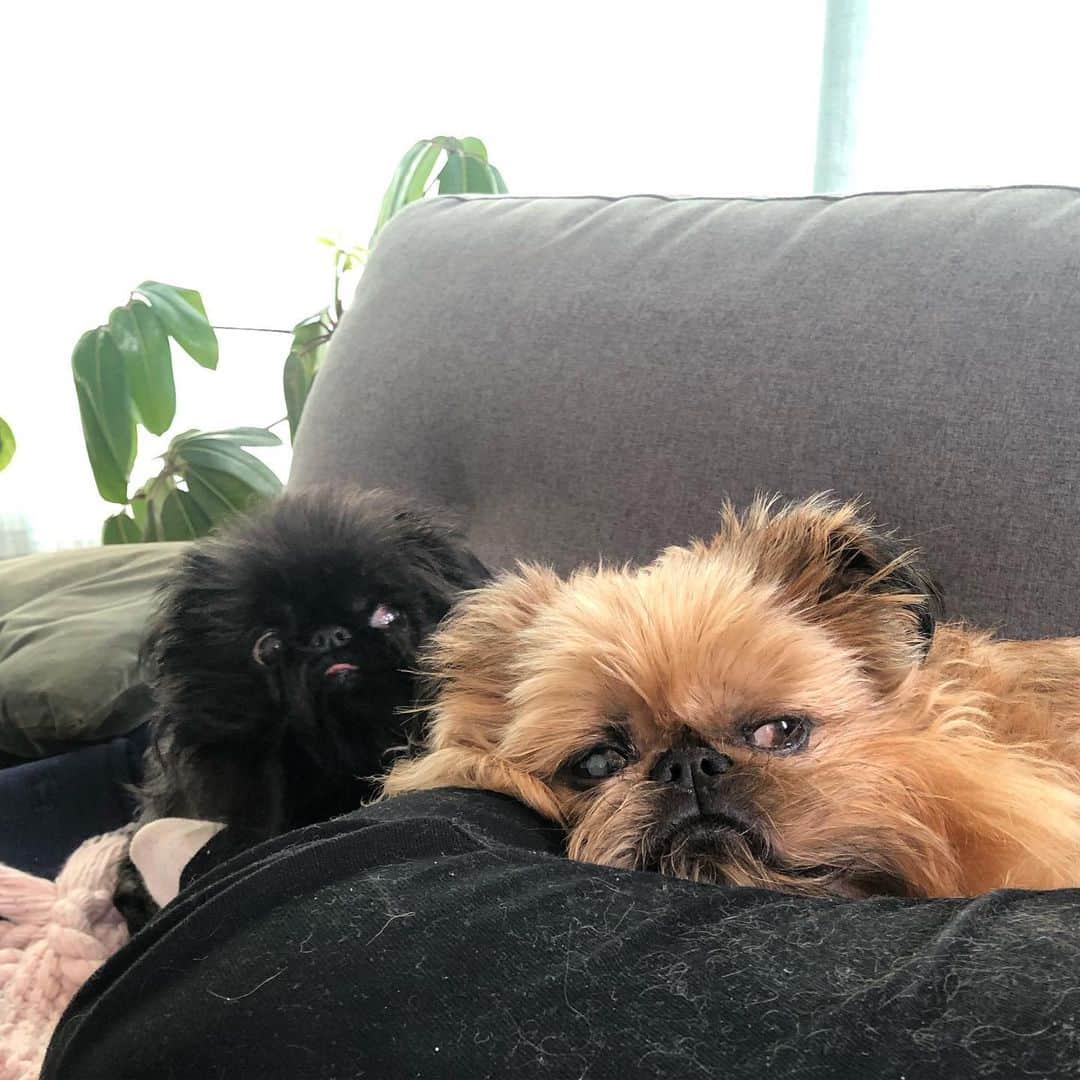 Digby & Aloさんのインスタグラム写真 - (Digby & AloInstagram)「That face you make when your brother is a certified pain in the ass. #siblings」7月28日 12時54分 - digbyvanwinkle