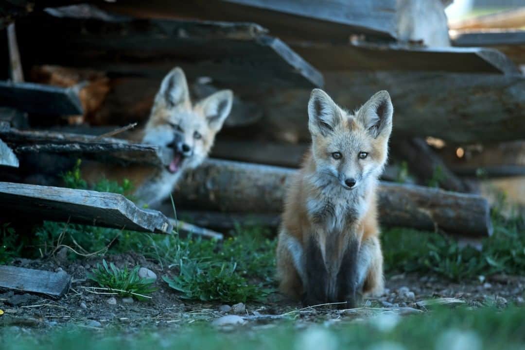 National Geographic Travelさんのインスタグラム写真 - (National Geographic TravelInstagram)「Photo by @max.lowe I Wild youth and summers in southwest Montana serving up curious close encounters. Red fox pups emerge from the woodpile they call home on a friends ranch in the Big Hole Valley, one of the last bastions of big ranching in the state's sprawling landscapes. To see more of my work in Montana and beyond follow @max.lowe」7月28日 13時04分 - natgeotravel