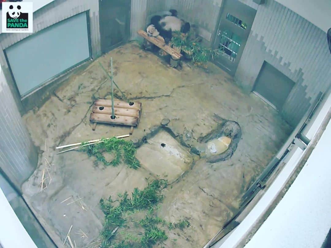 はなのインスタグラム