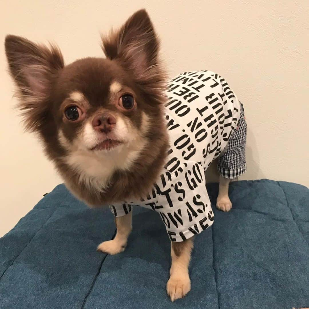 佐々木洋平さんのインスタグラム写真 - (佐々木洋平Instagram)「ウェルニムも洋服増えてます🐕  #chihuahualife #chihuahuagram #chihuahualover #ilovemydog #dogstagram #チョコタンチワワ #チワワ #ちわわ」7月28日 13時34分 - panicrew_yohey