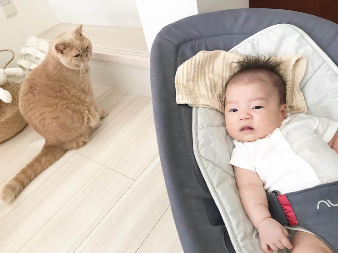 濱中鮎子のインスタグラム：「バウンサーを譲り受けました。いろんな家族の幸せを乗せてきた縁起物だ！  どうか気に入っておくれ！笑  #バウンサー #おにぃ興味津々  #チャイ坊とお嬢  #チャイ坊の子守録  #cat #ネコ #小心者の親分 #チャイ坊 #チャイ #chai #britishshorthair #ブリティッシュショートヘア #クラッシュフェイス #ぶチャイく #愛の交歓」