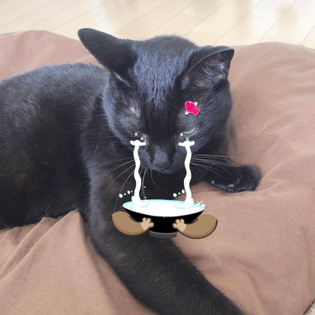 ホタテ＆クラム＆シラスさんのインスタグラム写真 - (ホタテ＆クラム＆シラスInstagram)「笑いすぎでお腹痛いですw #snow #cat #neko #blackcat #猫 #ねこ #黒猫 #catstagram #instagram #instagramjapan #ig_japan #igersjp」7月28日 14時12分 - msy1515
