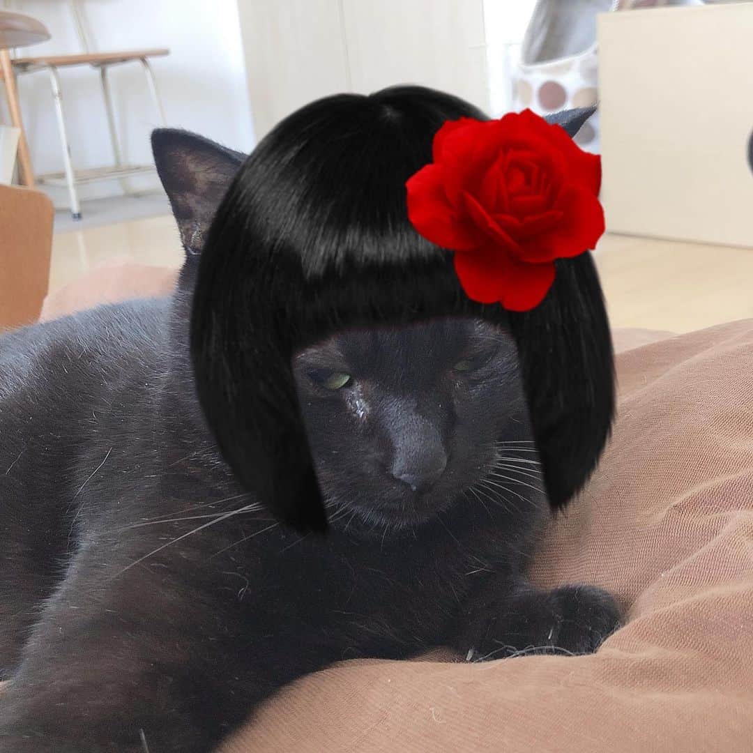 ホタテ＆クラム＆シラスのインスタグラム：「笑いすぎでお腹痛いですw #snow #cat #neko #blackcat #猫 #ねこ #黒猫 #catstagram #instagram #instagramjapan #ig_japan #igersjp」