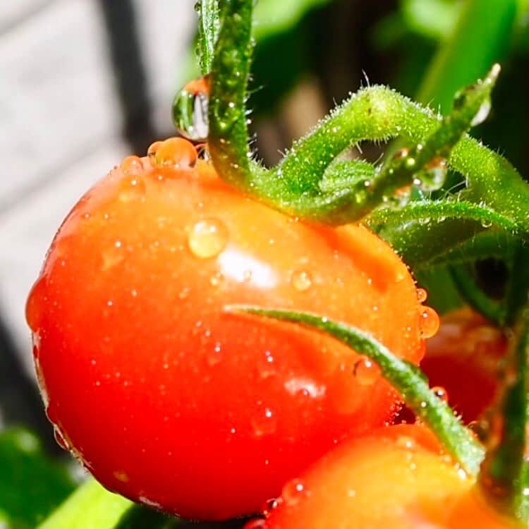 滝菜月さんのインスタグラム写真 - (滝菜月Instagram)「本日の家庭菜園﻿ “色づき”﻿ ﻿ トマトが色づき始めました！﻿ もう食べられそうですが﻿ あと1〜2日待って真っ赤にするぞー！﻿ 他の枝にも続々と実が！！嬉しいなあ〜。﻿ ﻿ 写真、上手く撮れました。﻿ 上手な友達にコツを教えてもらったのです！﻿ コツは“水をかけてから撮る!!”﻿ ﻿ 水滴がついて良い感じです(^^)v﻿ ﻿ #家庭菜園 #トマト #ミニトマト #プチトマト #1人ヒルナンデスファーム」7月28日 14時17分 - taki_natsuki