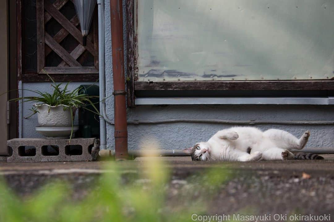 Masayukiさんのインスタグラム写真 - (MasayukiInstagram)「ごろーん。  #cat #ねこ」7月28日 14時52分 - okirakuoki