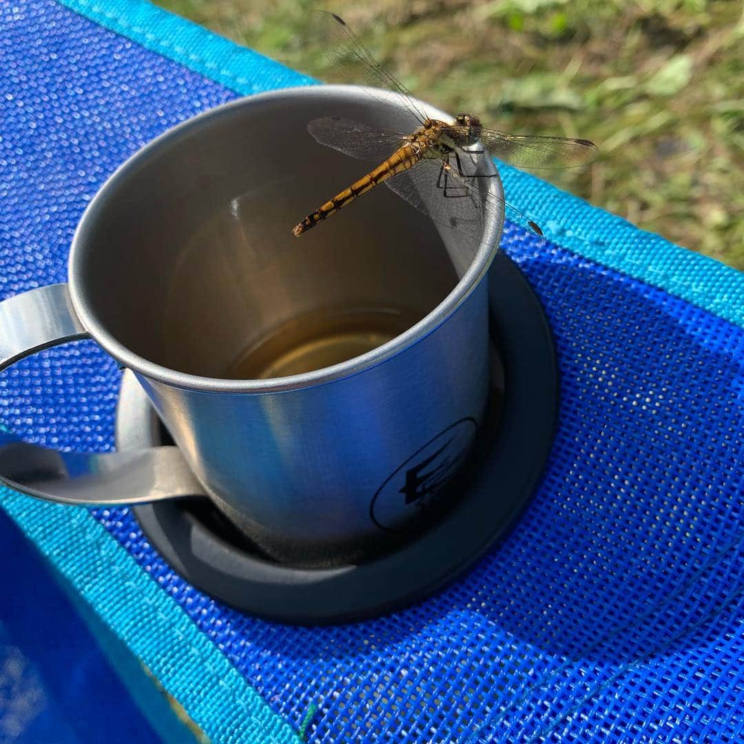 飯田カヅキさんのインスタグラム写真 - (飯田カヅキInstagram)「トンボもウイスキーを飲むフジロック。  #トンボ #dragonfly #fujirock #フジロック #フジロック2019 #fujirockfestival #fujirockfestival2019 #frf2019」7月28日 14時55分 - kazukiiida_strange