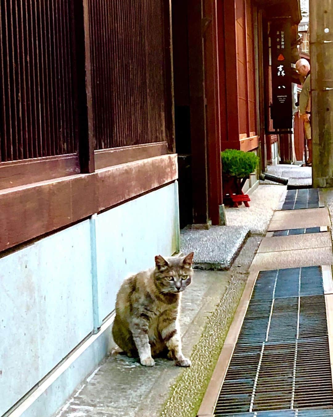 世良公則さんのインスタグラム写真 - (世良公則Instagram)「#世良公則 #masanorisera #japanesemusician #japaneseartist #acousticlive #kanazawa #higashichaya #cat #onthestreet #金沢 #ひがし茶屋街 #猫 #夕暮れ #sunset #提灯 ・・・・・・ 夕暮れの街  人相の悪い猫に  からまれそうになる・・ ライブは最高‼️ 金沢の皆さんありがとう‼️ 又、会いましょう‼️ ・・・・・・」7月28日 15時00分 - masanorisera