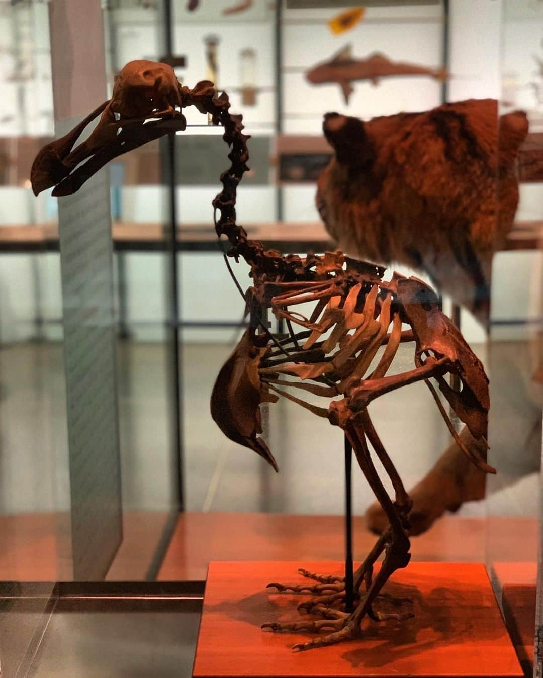 アメリカ自然史博物館さんのインスタグラム写真 - (アメリカ自然史博物館Instagram)「The Dodo is a lesson in extinction. Found by Dutch soldiers around 1600 on an island in the Indian Ocean, the Dodo became extinct less than 80 years later because of deforestation, hunting, and destruction of their nests by animals brought to the island by the Dutch. Dodos are related to pigeons, one group of which dispersed over water to Mauritius. There, presumably because of the lack of predators, the Dodo grew larger and became flightless. See it up close in the Museum’s Hall of Biodiversity. Photo: © AMNH」7月29日 0時44分 - amnh