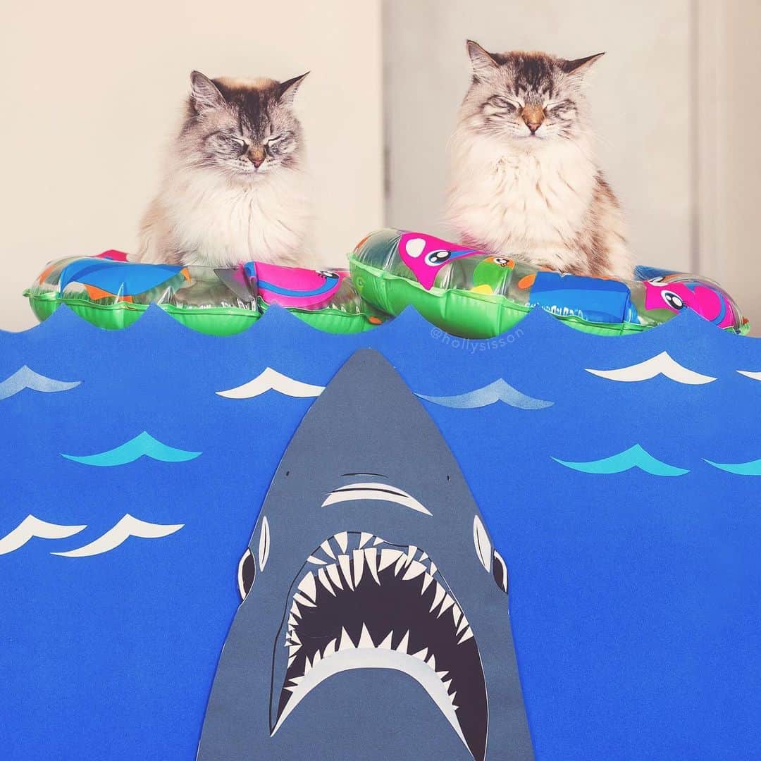 Holly Sissonのインスタグラム：「Alice & Finnegan, don’t close your eyes! It’s #sharkweek ! #cat #Toronto #SiberianCat #sharkweek2019 (See more of Alice, Finnegan, and Oliver, on @pitterpatterfurryfeet) ~ Canon 1D X MkII + 50 f1.4 @ f2.5 See my bio for full camera equipment information plus info on how I process my images. 😊 ~ @bestmeow #bestmeow」