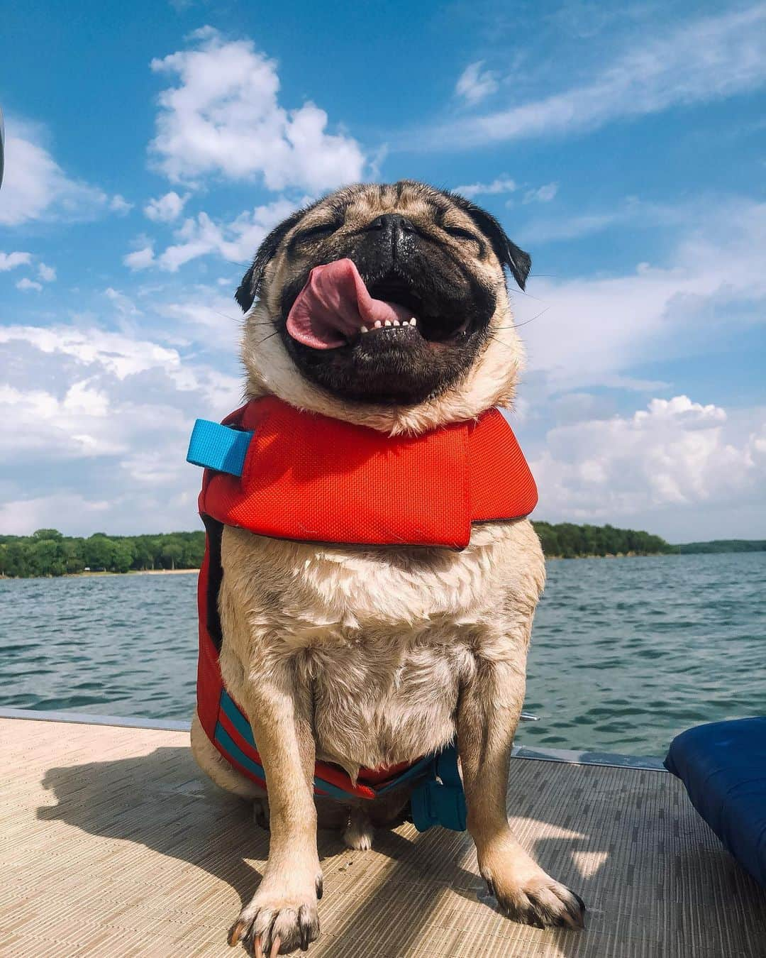 itsdougthepugさんのインスタグラム写真 - (itsdougthepugInstagram)「“Is the rule where u have to wait to swim after eating still a thing?” -Doug」7月29日 1時00分 - itsdougthepug