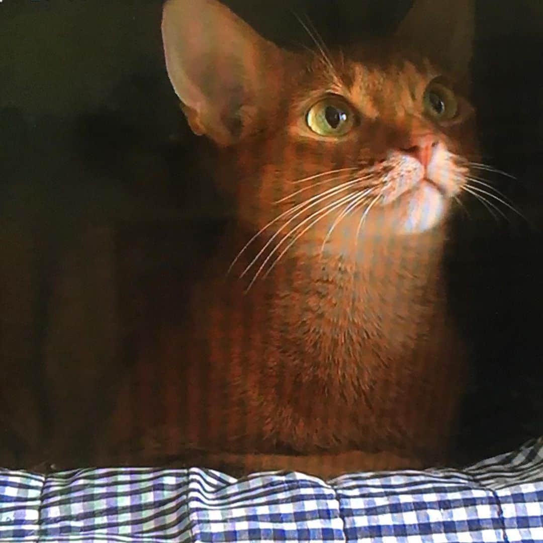 lululukululuさんのインスタグラム写真 - (lululukululuInstagram)「テレビの中の猫ちゃん🐈 #ねこ#ネコ#猫#cat#テレビ📺TV」7月29日 1時09分 - tajitajicat