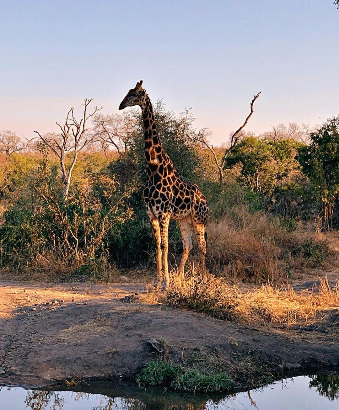 Bruno Gagliassoさんのインスタグラム写真 - (Bruno GagliassoInstagram)「Não sei pq mas acho essa Girafa🦒 a cara da @gio_ewbank!!! Vcs tb acham? Será q to apegado? #africatrip @sabisabireserve @hiphotels @behappyhoneymoon #BushLodge #sabisavireserve #sabisabi #behappyviagens #behappyfamily」7月29日 1時31分 - brunogagliasso