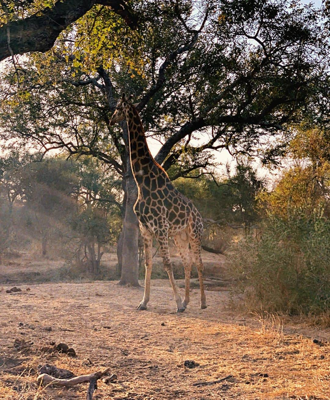 Bruno Gagliassoさんのインスタグラム写真 - (Bruno GagliassoInstagram)「Não sei pq mas acho essa Girafa🦒 a cara da @gio_ewbank!!! Vcs tb acham? Será q to apegado? #africatrip @sabisabireserve @hiphotels @behappyhoneymoon #BushLodge #sabisavireserve #sabisabi #behappyviagens #behappyfamily」7月29日 1時31分 - brunogagliasso