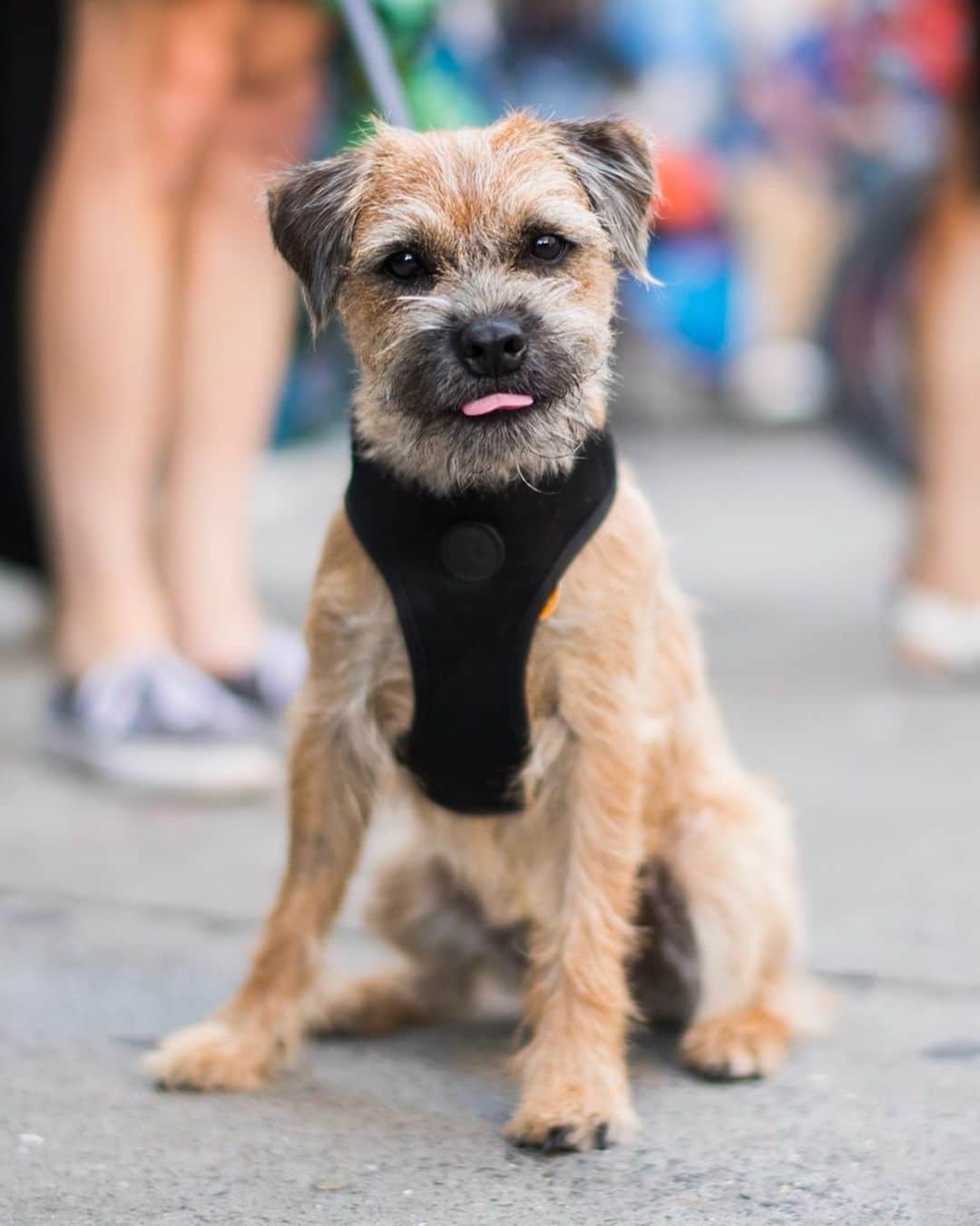The Dogistさんのインスタグラム写真 - (The DogistInstagram)「Monte, Border Terrier (9 m/o), Spring & Lafayette St., New York, NY • “He doesn’t like the heat (he has a double coat) or subway grates in the street.”」7月29日 1時37分 - thedogist