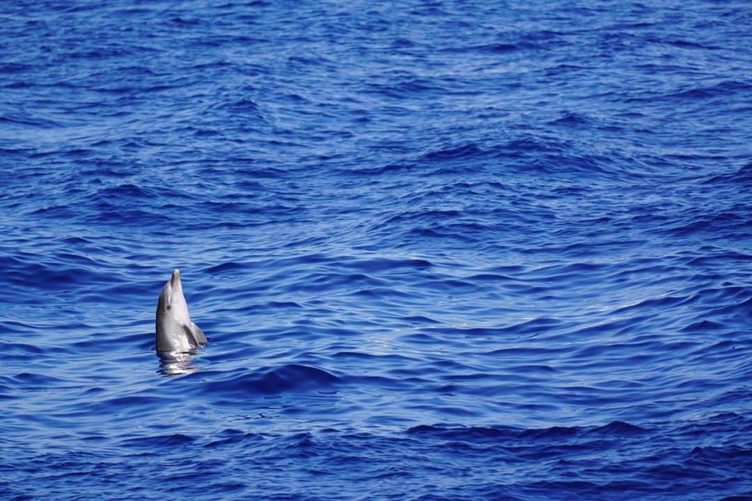ヴァレリー・カウフマンのインスタグラム：「So incredible to see these beautiful creatures 🐬 Yet the issue of plastic pollution in the ocean threatens their existence.  There is no Planet B, but there are ways to help preserve our oceans today. Check out @nomoreplasticco’s No More Plastic box for a life without plastic.💙 #rethinkourfuture #nomoreplasticmanifesto」