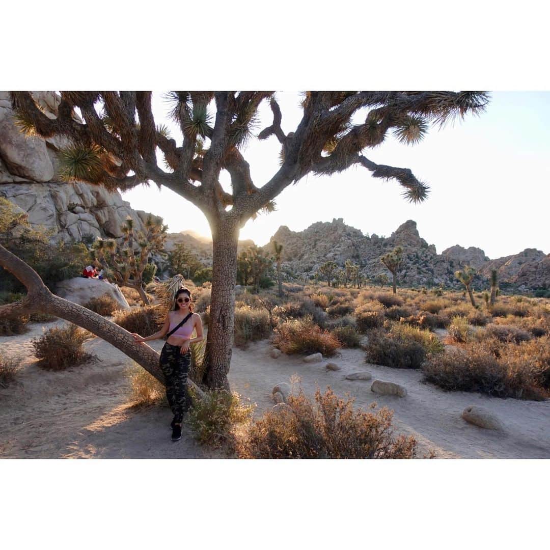 福山智可子のインスタグラム：「#joshuatree ずーと来てみたかったジョシュアツリーに🌲 . #家族旅行 #familytrip #sunset」