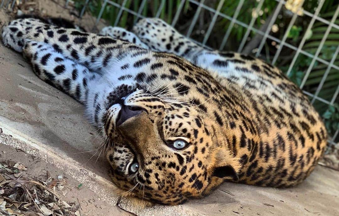 Zoological Wildlife Foundationさんのインスタグラム写真 - (Zoological Wildlife FoundationInstagram)「Lazy Sunday with our beautiful Masha!😍🐆🐾 #amurleopard #leopard #endangeredspecies #conservation #zwfmiami #zwf」7月29日 2時07分 - zwfmiami