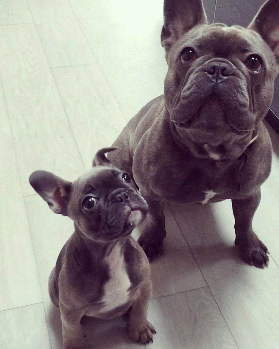 French Bulldogさんのインスタグラム写真 - (French BulldogInstagram)「Hugo and Uncle Rocco ❤❤ @ifigohugo . . . . . #frenchie #frenchieoftheday #französischebulldogge#franskbulldog #frenchbulldog #frenchies1 #frenchiepuppy#dog #dogsofinstagram #bully #bulldog #bulldogfrances #フレンチブルドッグ #フレンチブルドッグ #フレブル#frenchbulldogsofinstagram #batpig #buhi #buhigram#buhistagram」7月28日 17時08分 - frenchie.world