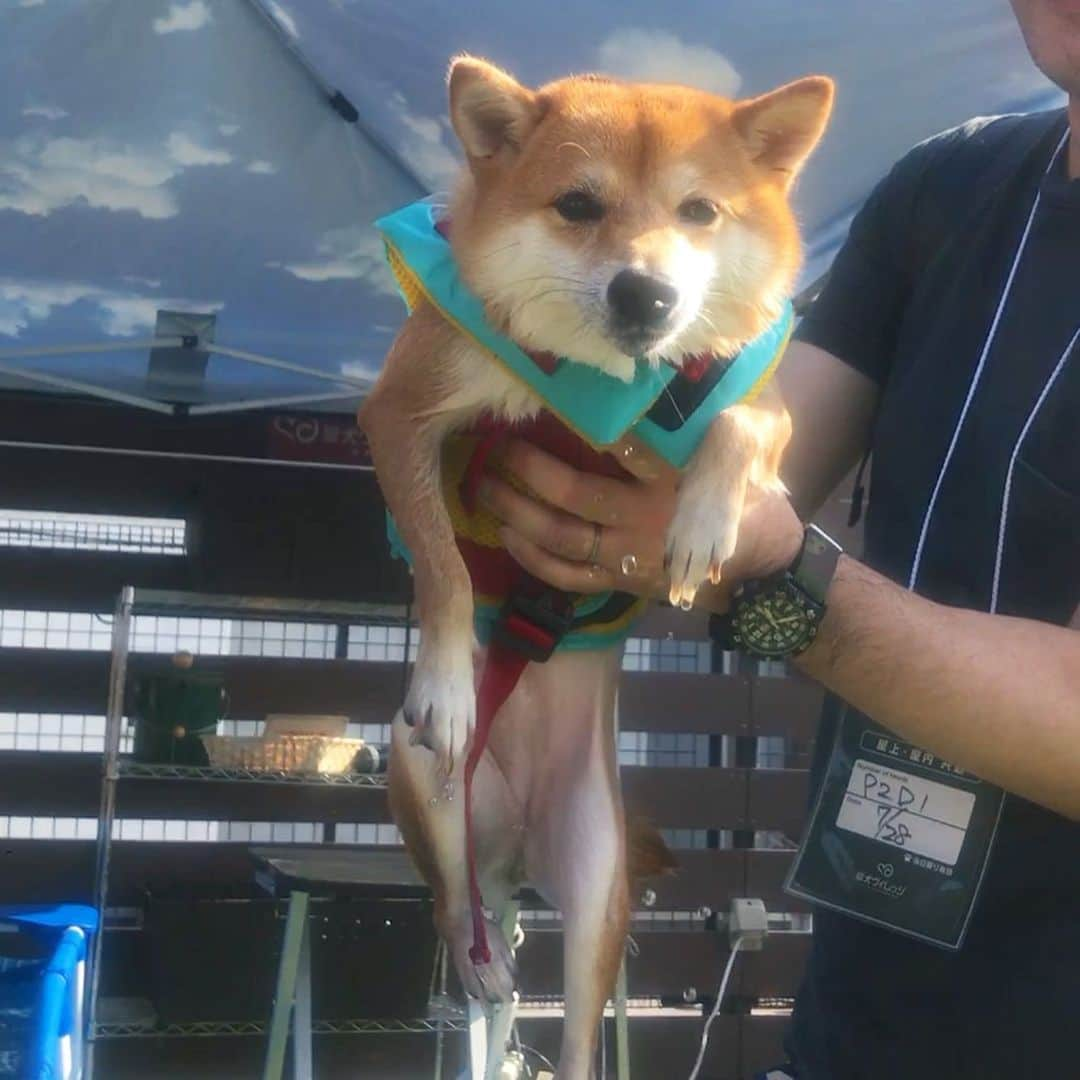 豆柴にこちゃんさんのインスタグラム写真 - (豆柴にこちゃんInstagram)「🐶🏖 にこ、プール開き🌊 . 脚のリハビリを兼ねて #愛犬ヴィレッジ へ行ってきました。 . プールサイドがあるプールだと、 すぐプールから脱走して、 プールサイドを爆走して 脚を痛める可能性があるのですが ここのプールは犬が脱走できない ビニールプールなので安心。 . しかし、 前はプールは日陰のある1階にあったのに、 屋上に場所が移動してしまい、 暑いのなんの…☀️🥵 . 1分で汗だくで朦朧とするレベル💦 30分くらいで撤収しました😂 . #にこ困り顔 #7枚目と9枚目のつまらなそうな顔🤣 . #にこの右足闘病記 #柴犬#豆柴#犬#わんこ#犬#shibainu#dog#mameshiba#pecotv#dog#いぬのきもち部#しばいぬ#しばけん#こいぬ#シバイヌ#いぬ#イヌ#赤柴#マメシバ#ペット#日本犬#子犬#puppy#doggo#pet#시바견#강아지#개」7月28日 17時22分 - nikochan.mame48