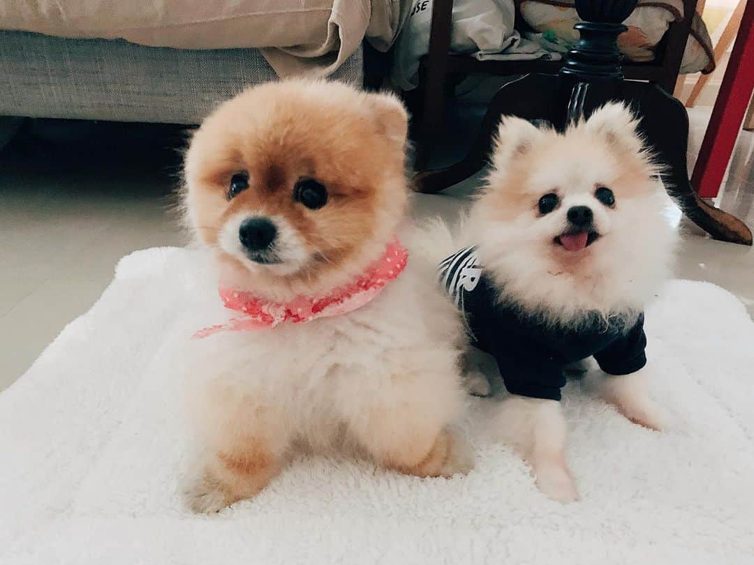 r_oseのインスタグラム：「Playdate with our cute friend🐻🐰🐨〰️ #princessgucci」