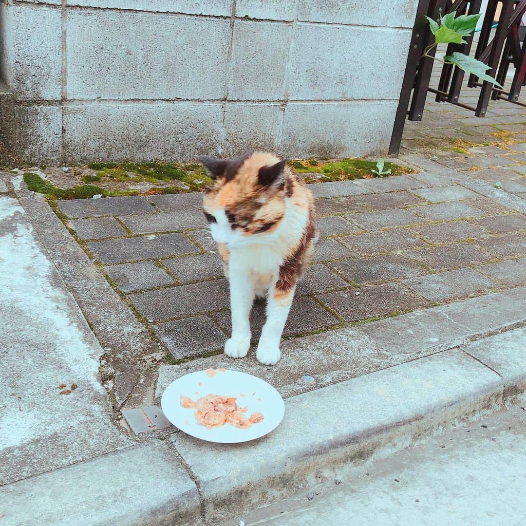 門倉聡のインスタグラム：「やっと天気良くなったねー #猫 #ねこ #catstagram #cat」