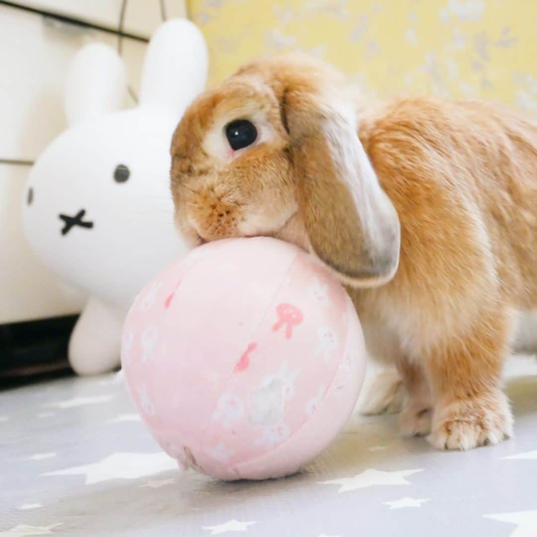 のインスタグラム：「大好きなボールちゃんと遊んでたらこんなことに😂一体何が起きたの笑 ＊ ＊ ＊ #うさぎ #rabbit #bunny #ふわもこ部  #WeeklyFluff #igersjp  #tokyocameraclub #東京カメラ部  #神戸カメラ部  #bunnystagram  #うさぎ部 #ホーランドロップ #hollandlop  #ファインダー越しの私の世界 #art_of_japan #aoj_bokeh」