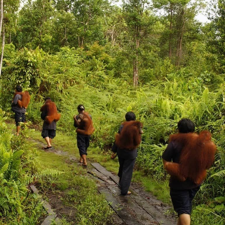 OFI Australiaさんのインスタグラム写真 - (OFI AustraliaInstagram)「Daily outings to forest school are a critical part of the orangutan rehabilitation process. This primary forest which surrounds the OFI Care Centre provides a type of “halfway house” where orphans can learn tree climbing & nest-building skills as well as foraging techniques.  ___________________________________________ 🐒 OFIA Founder: Kobe Steele 💌 kobe@ofiaustralia.com | OFIA Patron and Ambassador: @drbirute @orangutanfoundationintl www.orangutanfoundation.org.au 🐒  #orangutan #orphan #rescue #rehabilitate #release #BornToBeWild #Borneo #Indonesia #CampLeakey #orangutans #savetheorangutans #sayNOtopalmoil #palmoil #deforestation #destruction #rainforest #instagood #photooftheday #environment #nature #instanature #endangeredspecies #criticallyendangered #wildlife #orangutanfoundationintl #ofi #drbirute #ofi_australia #ofia #FosterAnOrangutanToday」7月28日 18時51分 - ofi_australia