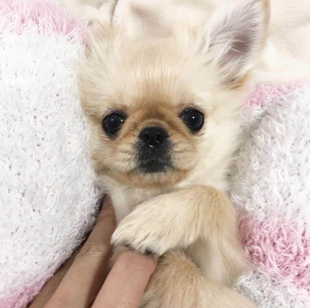 吉川ちかのインスタグラム
