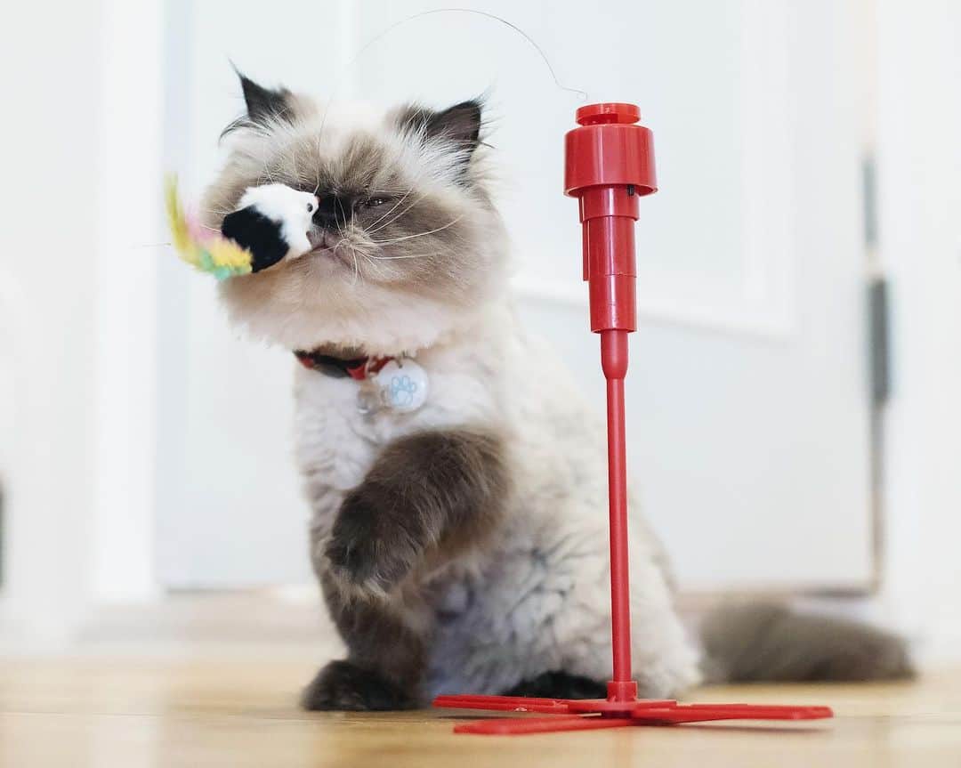 清水桜子さんのインスタグラム写真 - (清水桜子Instagram)「最近購入した電動猫用おもちゃ。 おもちゃ自体もユルイが、遊び方もとてつもなくユルイ…。」7月28日 19時16分 - sakuracos