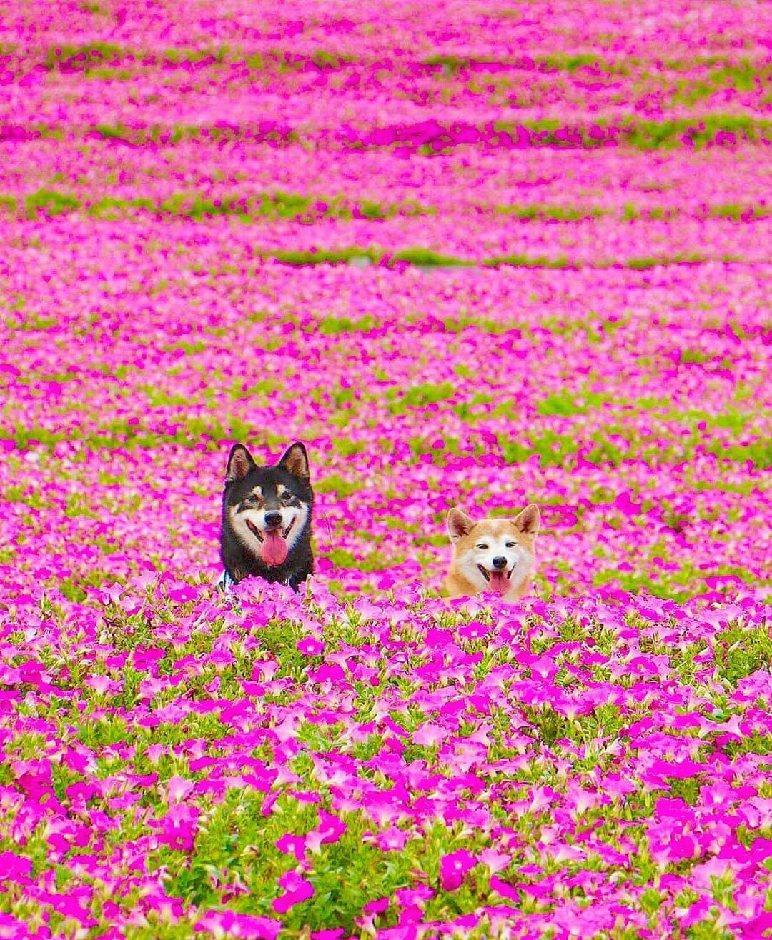 柴犬 けんしろう ゆりあのインスタグラム