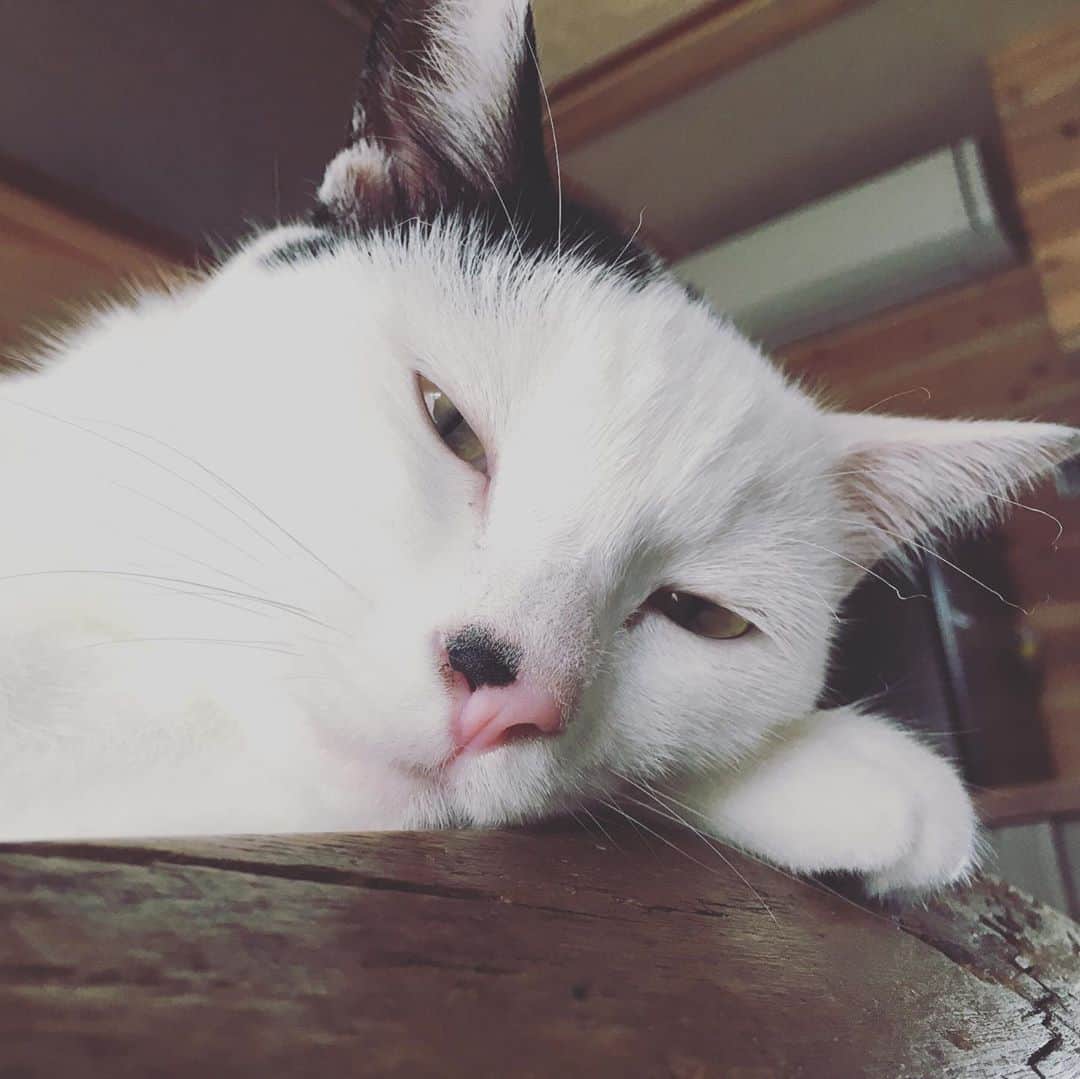 甲斐麻美さんのインスタグラム写真 - (甲斐麻美Instagram)「き ょ う  め っ ち ゃ  あ つ か っ た  あ い す た べ た く な っ た け ど  が ま ん し た  え ら い  #暑 #アイスまんじゅう食べたい #2枚目はアイスまんじゅうではありません #元保護猫」7月28日 19時28分 - kaico_asami