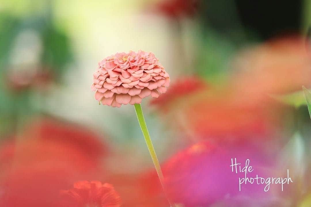花の写真館のインスタグラム：「Photo by @hidechan777.⠀ https://instagram.com/hidechan777/⠀ .⠀ Original Post[投稿頂いたURL]⠀ https://www.instagram.com/p/BXe8z0pDu_C/⠀ .⠀ 本アカウントは、 #私の花の写真 をつけてInstagramに投稿された皆さまの花の写真や、「花の写真館」Facebookページで投稿された花の写真を紹介します。⠀ 「花の写真館」Facebookページは、「 @floral.photograph 」のプロフィールにあるURLからご覧ください。⠀ .⠀ #花の写真館 #floralphotograph #floralphoto #flower #flowers #富士フイルム #FUJIFILM⠀ Follow: @floral.photograph」