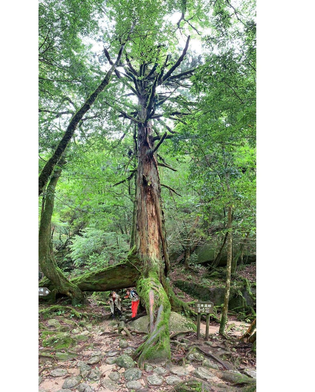 本田翼さんのインスタグラム写真 - (本田翼Instagram)「⛰ 往復6時間かけて山の大自然を感じに…🧚‍♂️ 溢れかえるマイナスイオンと 手の加えられていない大自然 大きく育った木々が天然の日陰になっていて 木漏れ日が本当に綺麗でした。 ただ普段インドア勢にとって3、4時間ほぼ休憩無しの山道を歩き続けるのは かなりの精神力が必要で(体力はとっくに尽きてる) 途中から自分との戦いになっていました😇 絢ちゃんが後ろでずっと応援してくれていました📣 #屋久島旅」7月28日 19時52分 - tsubasa_0627official