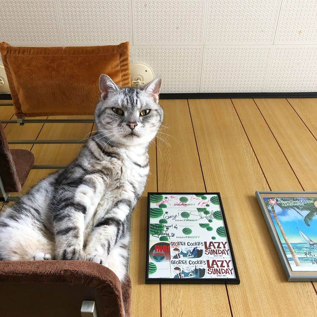 アトム & ルークのインスタグラム
