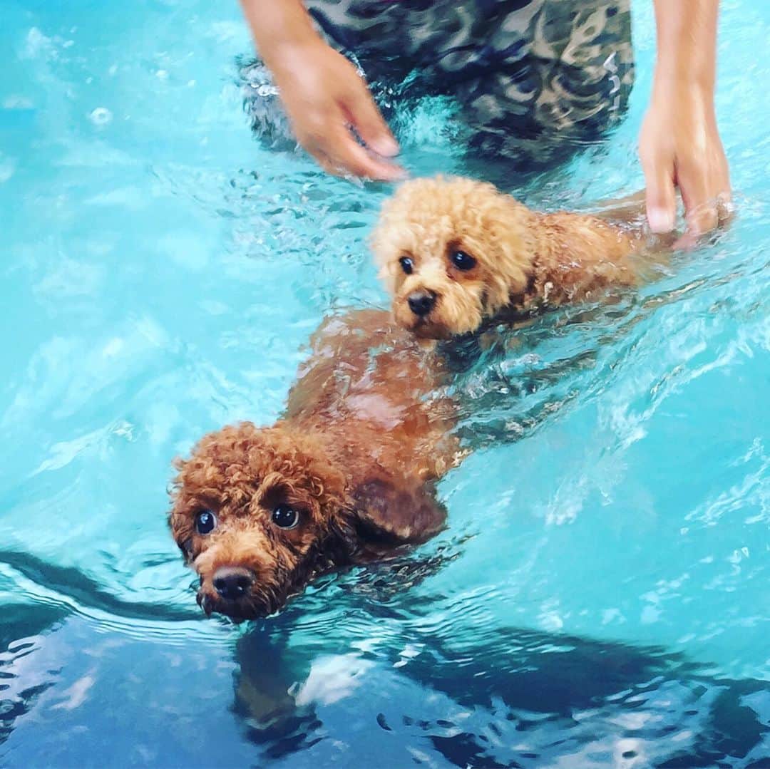 知念芽衣さんのインスタグラム写真 - (知念芽衣Instagram)「今日も暑すぎたので、🌻 サニーさん、 はじめてのプール🏝🐬🐩 お友達と上手に泳げました❤️ #犬のプール  #犬かき  #ドッグラン #しっぽ舗  #いぬばかぶ #わんすたぐらむ #トイプードル女の子」7月28日 19時58分 - meichinen