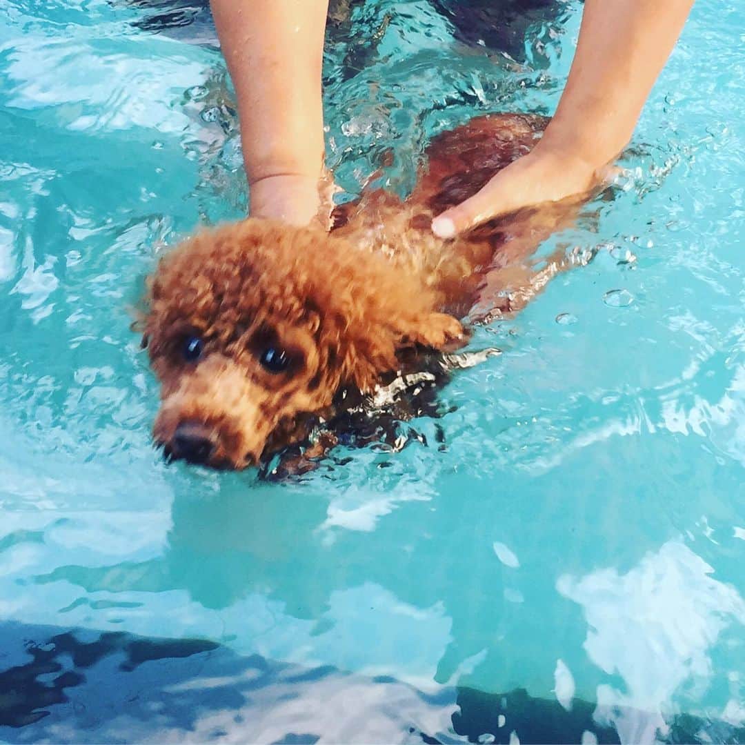 知念芽衣さんのインスタグラム写真 - (知念芽衣Instagram)「今日も暑すぎたので、🌻 サニーさん、 はじめてのプール🏝🐬🐩 お友達と上手に泳げました❤️ #犬のプール  #犬かき  #ドッグラン #しっぽ舗  #いぬばかぶ #わんすたぐらむ #トイプードル女の子」7月28日 19時58分 - meichinen