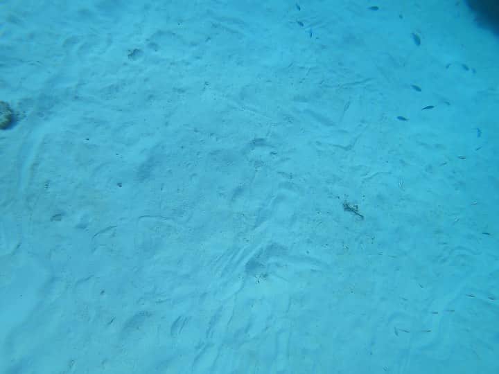 はねゆりのインスタグラム：「ニシバマビーチ🏖﻿ ﻿ ﻿ お魚がすごーい！！！﻿ 私レベルの素潜りでは深くまで行けず…﻿オーナーにカメラを託しました。笑  オーナーが撮影してくれた素晴らしい写真と動画をおすそ分け✨﻿ ﻿ ニシバマの遊泳区域外なので﻿ ツアーなどに参加してじゃないと﻿ 行けない場所になります！﻿ ﻿ ブイを超えて勝手に泳いだりはしないでくださいね🙅‍♀️﻿ よーし、素潜りの練習しなきゃ！！ ﻿ ﻿ ﻿ #akaisland﻿ #kerama﻿ #okinawa﻿ #阿嘉島﻿ #慶良間諸島﻿ #HANAMURO﻿ #ハナムロ﻿ #gopro7」