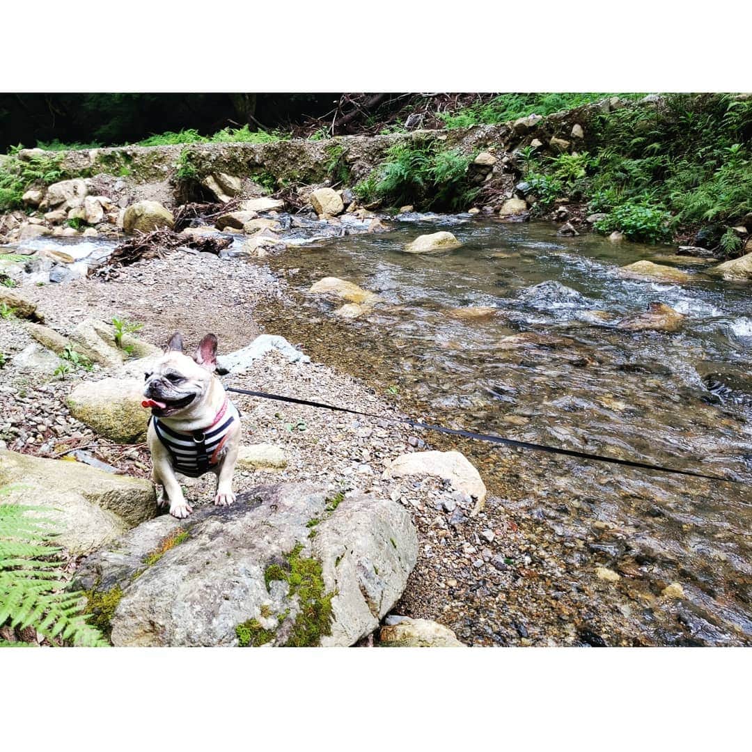 tamiさんのインスタグラム写真 - (tamiInstagram)「* #マッシュの暮らし * 近くの川までお散歩がてら涼みに🎐 マッシュは初めての川体験。 最初は固まってたけど、慣れたらなんのその。じゃぶじゃぶ歩いた☺️ 暑かったしきっと気持ちよかったんじゃないかと……。 * #お散歩#川遊び #犬バカ部#かわいい #フレンチブルドッグ#frenchbulldog  #frenchie#フレブル#ブヒ#ムッチリ #犬スタグラム#犬との暮らし」7月28日 20時28分 - tami_73