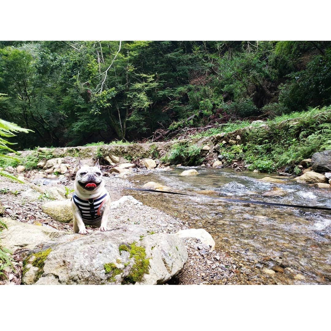 tamiさんのインスタグラム写真 - (tamiInstagram)「* #マッシュの暮らし * 近くの川までお散歩がてら涼みに🎐 マッシュは初めての川体験。 最初は固まってたけど、慣れたらなんのその。じゃぶじゃぶ歩いた☺️ 暑かったしきっと気持ちよかったんじゃないかと……。 * #お散歩#川遊び #犬バカ部#かわいい #フレンチブルドッグ#frenchbulldog  #frenchie#フレブル#ブヒ#ムッチリ #犬スタグラム#犬との暮らし」7月28日 20時28分 - tami_73