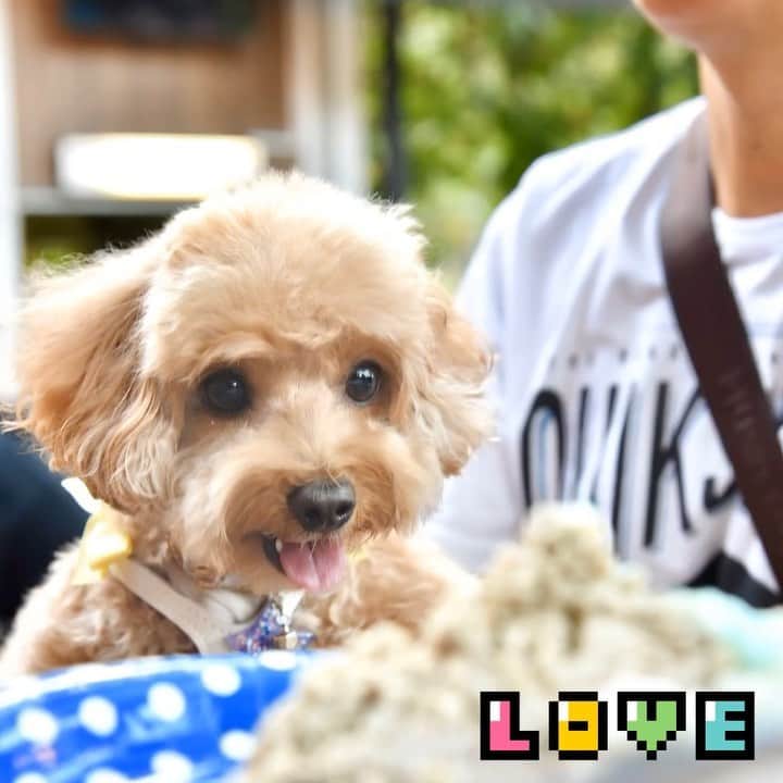 のインスタグラム：「📆 (28Jul19) 😁 thank you Frosty meimei for inviting us to your pawsome barkday pawty 🎂🎉@Fiveand2.co cafe yesterday. Loved the company and enjoyed myself 🍒berry much-particularly the yummilicious cake 😂😋#blessedbirthday #ilovepawty #ilovecake」