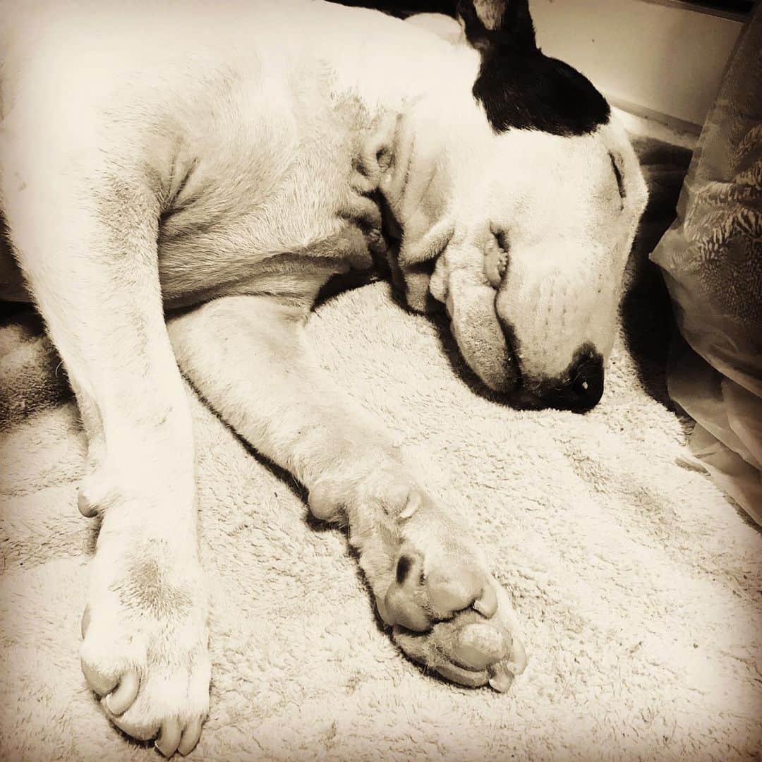のインスタグラム：「#minituru#bull#terrier#minibullterrier#miniturubullterrier#dog#dogstagram#cute#qtaro#love#family#ミニチュア#ブルテリア#ミニチュアブルテリア#Q太郎」