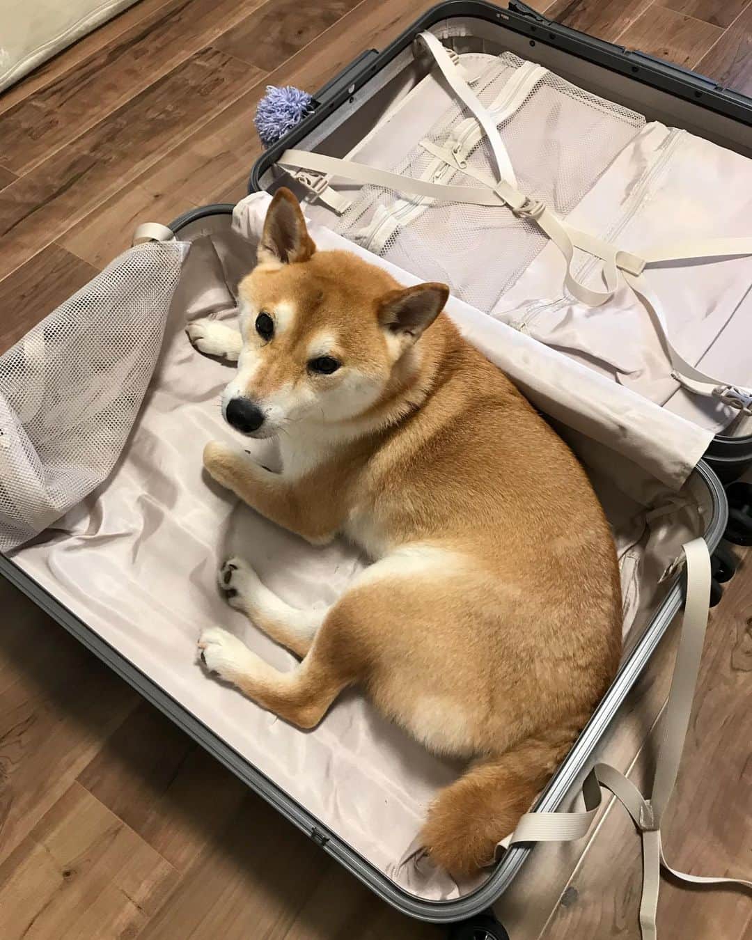 高橋みゆきのインスタグラム：「🐶💕💕💕 #クラ吉 #可愛すぎて」