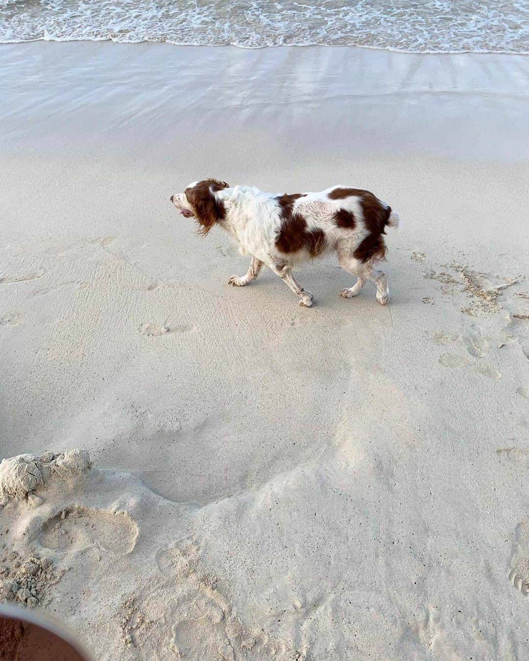 村上沙織さんのインスタグラム写真 - (村上沙織Instagram)「子供達とトンネル作りに没頭したり、波🌊と戦う遊びをしたり。 夕方になるとワンちゃんがいっぱいになるkailua  beach. いつかアポロも連れて来たいねー！と話しながらクタクタになるまで遊びました🥰🏖♥️ 幸せ♥️ #kailua beach#hawaii#hawaiitrip#hawaiilife#ハワイ」7月28日 22時12分 - rosysaorimonster