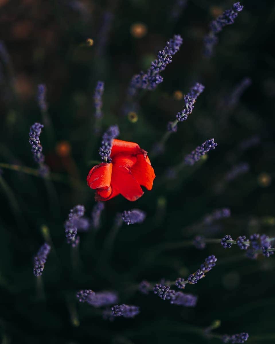 Putri Anindyaさんのインスタグラム写真 - (Putri AnindyaInstagram)「Summer in France, warm sun in Provence. Where the flowers bloom, and the hills rest. Where the landscape sings into the painters dream. . . Taken with @sonyalpha_id #a7iii 55mm f1.8 zeiss #sonyalpha_id #sonyalpha」7月28日 22時37分 - puanindya